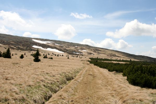 Krkonoše, Bílá louka, 21.5.2014
Pohled z Bílé louky na severní svah Luční hory.
Klíčová slova: Krkonoše Bílá louka Luční hora Ctenicera cuprea