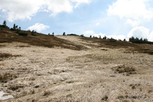 Krkonoše, Studniční hora, 21.5.2014
Severní svah.
Klíčová slova: Krkonoše Studniční hora