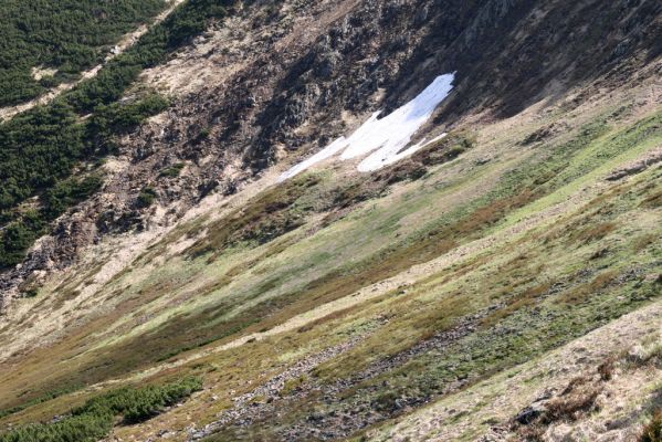 Krkonoše, Obří důl, 21.5.2014
Pohled od Krakonošovy zahrádky na Čertův ručej.


Mots-clés: Krkonoše Obří důl Krakonošova zahrádka Čertův ručej Ctenicera cuprea