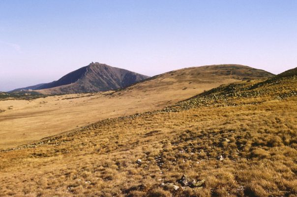 Krkonoše, Luční hora, 23.10.1989
Rozsáhlé suťové pole na severním svahu Luční hory. Pohled na Studniční horu a Sněžku.
Klíčová slova: Krkonoše Luční hora Studniční hora Sněžka Hypnoidus consobrinus Sericus subaeneus Pheletes aeneoniger