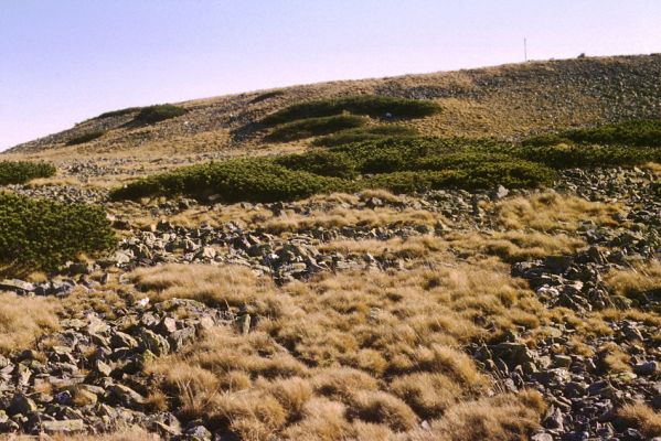 Krkonoše, Luční hora, 23.10.1989
Rozsáhlé suťové pole na severním svahu Luční hory. Biotop kovaříka Hypnoidus consobrinus.
Mots-clés: Krkonoše Luční hora Hypnoidus consobrinus Sericus subaeneus Pheletes aeneoniger