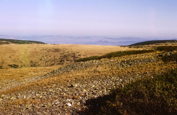 Krkonoše, Luční hora, 23.10.1989
Rozsáhlé suťové pole na severním svahu Luční hory. Biotop kovaříka Hypnoidus consobrinus. Pohled na sever na Stříbrné návrší.
Klíčová slova: Krkonoše Luční hora Stříbrné návrší Hypnoidus consobrinus Sericus subaeneus Pheletes aeneoniger