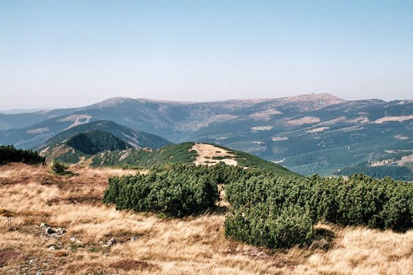 Krkonoše, Luční hora, 24.9.2006
Pohled z Luční hory přes Kozí hřbety na Kotel a Vysoké Kolo a obnovované smrkové plantáže Sedmidolí.
Schlüsselwörter: Krkonoše Kotel Vysoké Kolo Sedmidolí Luční hora lesnické války Ctenicera cuprea