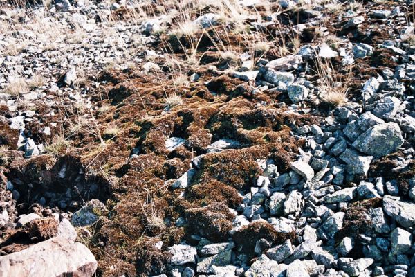 Krkonoše, Luční hora, 24.9.2006
Suťové pole na severozápadním svahu je biotopem kovaříků Hypnoidus consobrinus, Sericus subaeneus a Pheletes aeneoniger.
Klíčová slova: Krkonoše Luční hora Hypnoidus consobrinus Sericus subaeneus Pheletes aeneoniger