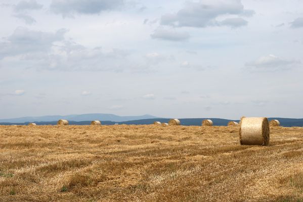 Krkonoše, 9.8.2009
Pohled na Krkonoše z jihu od Nového Kašova (Zaloňova).
Mots-clés: Krkonoše Nový Kašov