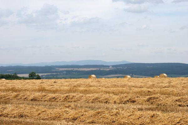 Krkonoše, 14.8.2009
Pohled na les Království a Krkonoše z jihu od Nového Kašova (Zaloňova). V obci Kocbeře (mém rodišti), napravo od sila se nachází nejsevernější doložené východočeské naleziště krasce třešňového.
Keywords: Krkonoše Nový Kašov Kocbeře Anthaxia candens