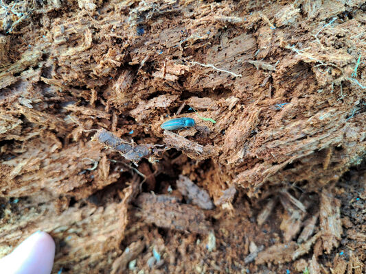 Třebechovice pod Orebem, Krňovice, 11.3.2024
Záplavové louky Za hospodou. Kovařík Agriotes lineatus.
Mots-clés: Třebechovice pod Orebem Krňovice Agriotes lineatus