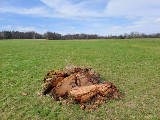 Třebechovice pod Orebem, Krňovice, 11.3.2024
Záplavové louky Za hospodou.
Mots-clés: Třebechovice pod Orebem Krňovice Orlice Agriotes lineatus Ampedus pomorum