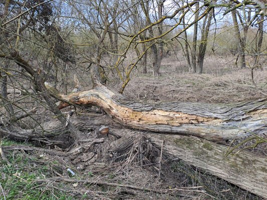 Třebechovice pod Orebem, Krňovice, 11.3.2024
Meandry Orlice.
Schlüsselwörter: Třebechovice pod Orebem Krňovice Orlice