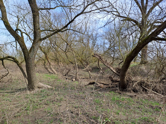 Třebechovice pod Orebem, Krňovice, 11.3.2024
Meandry Orlice.
Mots-clés: Třebechovice pod Orebem Krňovice Orlice