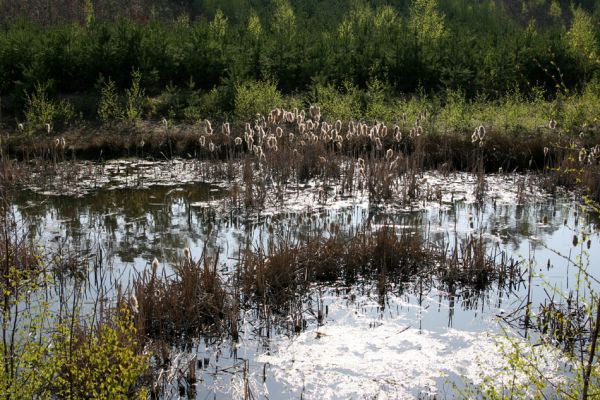 Krňovice, 14.4.2009
Tůň na dně zrekultivovaného písníku u hájovny Marokánky. 
Schlüsselwörter: Krňovice Marokánka