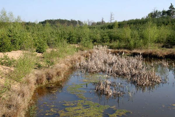 Krňovice, 14.4.2009
Tůň na dně zrekultivovaného písníku u hájovny Marokánky. 
Klíčová slova: Krňovice Marokánka