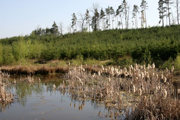 Krňovice, 14.4.2009
Tůň na dně zrekultivovaného písníku u hájovny Marokánky. 
Schlüsselwörter: Krňovice Marokánka