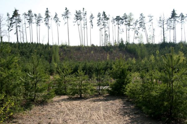 Krňovice, 14.4.2009
Tůň na dně zrekultivovaného písníku u hájovny Marokánky. 
Klíčová slova: Krňovice Marokánka