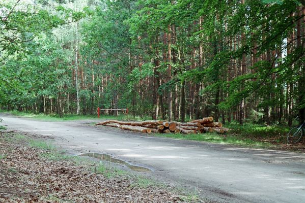 Běleč nad Orlicí, 4.7.2004
Marokánka.
Mots-clés: Běleč nad Orlicí Marokánka Stenagostus rufus