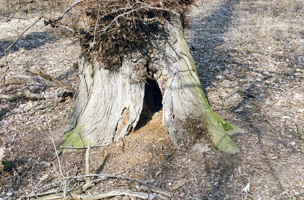 Kroměříž, Zámeček, 5.3.2003
Dutý jilm osídlený kovaříky Ischnodes sanguinicollis v posledním zbytku starých lužních lesů u Zámečku.
Keywords: Kroměříž Zámeček Ischnodes sanguinicollis