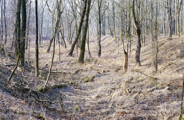 Kroměříž, Zámeček, 5.3.2003
Lužní les ve starém korytě Moravy.
Keywords: Kroměříž Morava Zámeček Ampedus elegantulus