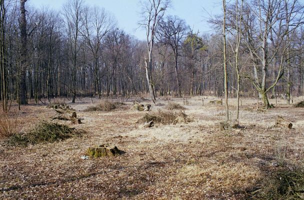 Kroměříž, Zámeček, 5.3.2003
Přišel jsem pozdě, polovina z posledního torza starých lužních lesů u Zámečku byla zlikvidována.
Mots-clés: Kroměříž Zámeček