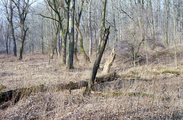 Kroměříž, Zámeček, 5.3.2003
Lužní les ve starém korytě Moravy.
Keywords: Kroměříž Morava Zámeček Ampedus elegantulus