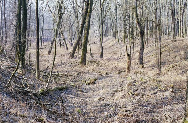 Kroměříž, Zámeček, 5.3.2003
Staré koryto Moravy v lužních lesích u Zámečku.
Keywords: Kroměříž Zámeček Ampedus elegantulus Calambus bipustulatus pomorum