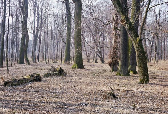 Kroměříž, Zámeček, 5.3.2003
Poslední zbytek starých lužních lesů u Zámečku.
Schlüsselwörter: Kroměříž Zámeček Ischnodes sanguinicollis