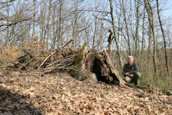 Krupina, 10.4.2015
Zarůstající pastevní les. Rozlomený dub, původně osídlený bohatou kolonií kovaříků Limoniscus violaceus.



Klíčová slova: Štiavnické vrchy Krupina Hanišberg – Nová Hora Limoniscus violaceus Ischnodes sanguinicollis Mertlik