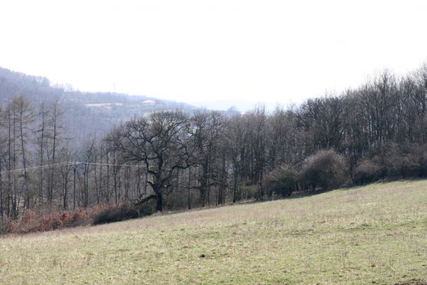 Krupina, 10.4.2015
Zarůstající pastevní les.



Schlüsselwörter: Štiavnické vrchy Krupina Hanišberg – Nová Hora