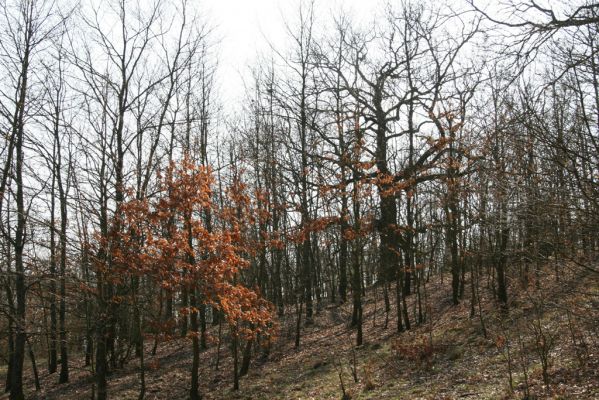 Krupina, 10.4.2015
Zarůstající pastevní les.


Schlüsselwörter: Štiavnické vrchy Krupina Hanišberg – Nová Hora