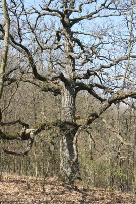 Krupina, 10.4.2015
Zarůstající pastevní les.



Schlüsselwörter: Štiavnické vrchy Krupina Hanišberg – Nová Hora