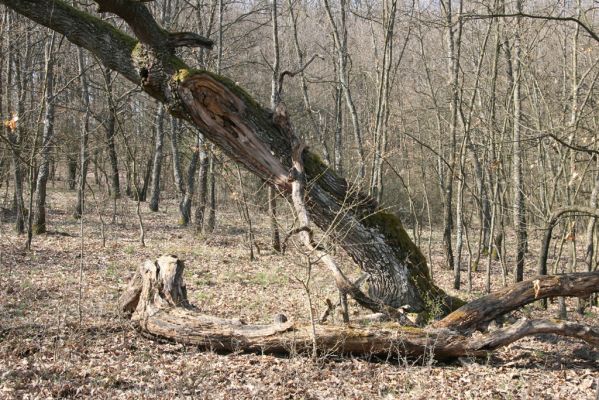 Krupina, 10.4.2015
Zarůstající pastevní les - rozlomený dub.



Klíčová slova: Štiavnické vrchy Krupina Hanišberg – Nová Hora