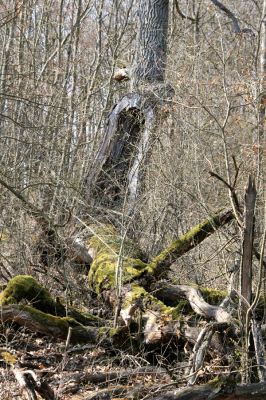 Krupina, 10.4.2015
Zarůstající pastevní les - rozlomený dub.



Klíčová slova: Štiavnické vrchy Krupina Hanišberg – Nová Hora
