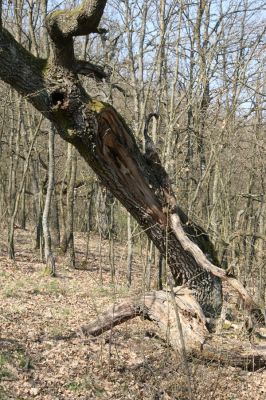 Krupina, 10.4.2015
Zarůstající pastevní les.


Keywords: Štiavnické vrchy Krupina Hanišberg – Nová Hora