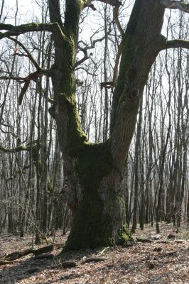 Krupina, 10.4.2015
Zarůstající pastevní les. Dub osídlený kovaříky Podeonius acuticornis.



Schlüsselwörter: Štiavnické vrchy Krupina Hanišberg – Nová Hora Podeonius acuticornis