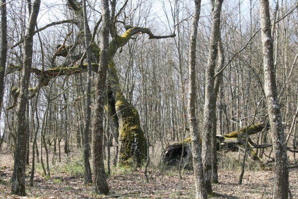Krupina, 10.4.2015
Zarůstající pastevní les – rozlomený dub.


Klíčová slova: Štiavnické vrchy Krupina Hanišberg – Nová Hora