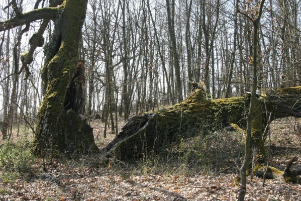 Krupina, 10.4.2015
Zarůstající pastevní les – rozlomený dub.



Klíčová slova: Štiavnické vrchy Krupina Hanišberg – Nová Hora