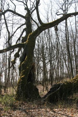 Krupina, 10.4.2015
Zarůstající pastevní les – rozlomený dub.



Klíčová slova: Štiavnické vrchy Krupina Hanišberg – Nová Hora