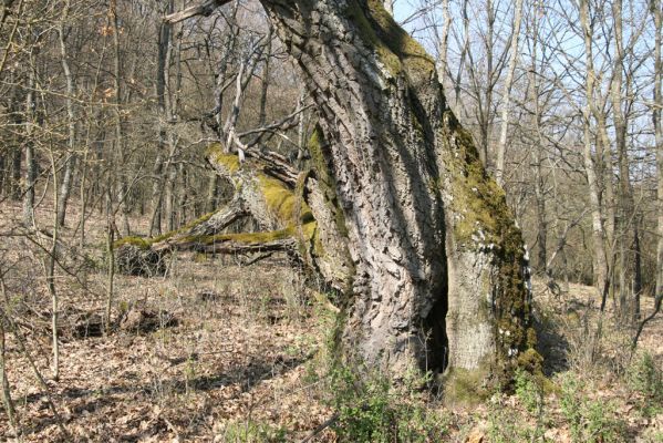 Krupina, 10.4.2015
Zarůstající pastevní les – rozlomený dub.


Klíčová slova: Štiavnické vrchy Krupina Hanišberg – Nová Hora