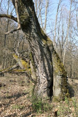 Krupina, 10.4.2015
Zarůstající pastevní les – rozlomený dub.



Keywords: Štiavnické vrchy Krupina Hanišberg – Nová Hora