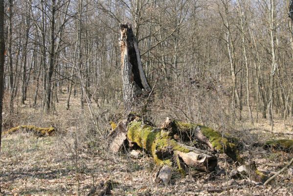 Krupina, 10.4.2015
Zarůstající pastevní les – rozlomený dub.


Klíčová slova: Štiavnické vrchy Krupina Hanišberg – Nová Hora
