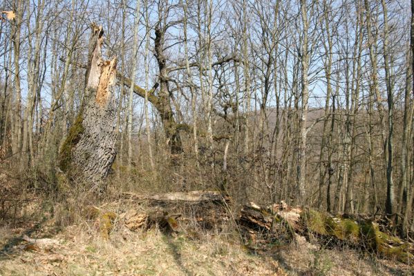 Krupina, 10.4.2015
Zarůstající pastevní les – rozlomený dub.



Mots-clés: Štiavnické vrchy Krupina Hanišberg – Nová Hora