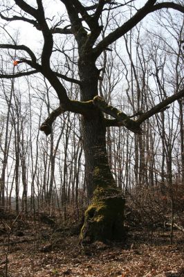 Krupina, 10.4.2015
Zarůstající pastevní les. Dutý dub - biotop kovaříků Limoniscus violaceus a Ischnodes sanguinicollis.
Mots-clés: Štiavnické vrchy Krupina Hanišberg – Nová Hora Limoniscus violaceus Ischnodes sanguinicollis