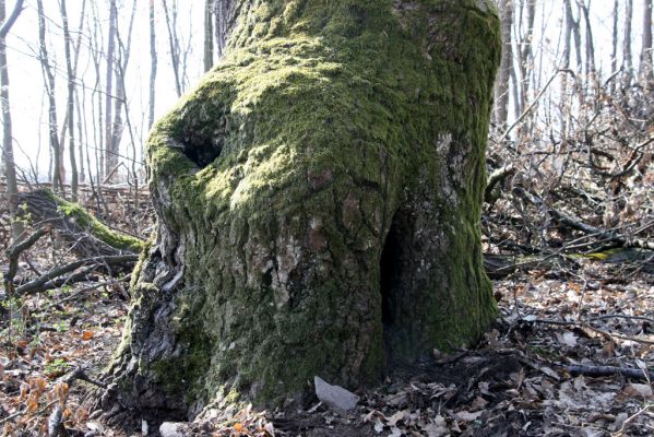Krupina, 10.4.2015
Zarůstající pastevní les. Dutý dub - biotop kovaříků Limoniscus violaceus a Ischnodes sanguinicollis.



Klíčová slova: Štiavnické vrchy Krupina Hanišberg – Nová Hora Limoniscus violaceus Ischnodes sanguinicollis