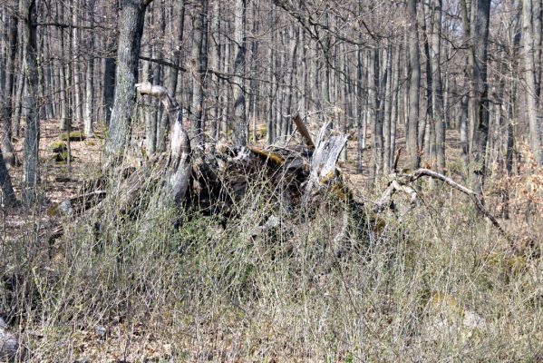 Krupina, 10.4.2015
Zarůstající pastevní les. Rozlomený dub, původně osídlený bohatou kolonií kovaříků Limoniscus violaceus.



Mots-clés: Štiavnické vrchy Krupina Hanišberg – Nová Hora Limoniscus violaceus Ischnodes sanguinicollis