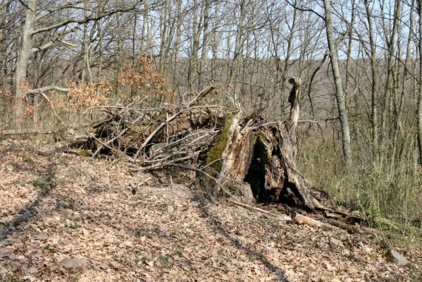 Krupina, 10.4.2015
Zarůstající pastevní les. Rozlomený dub, původně osídlený bohatou kolonií kovaříků Limoniscus violaceus.



Schlüsselwörter: Štiavnické vrchy Krupina Hanišberg – Nová Hora Limoniscus violaceus Ischnodes sanguinicollis