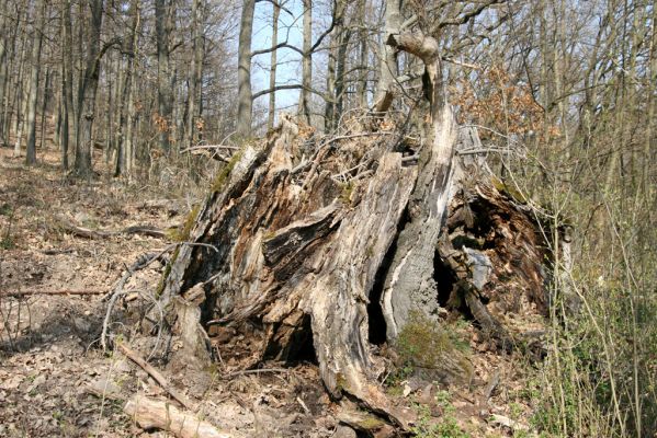 Krupina, 10.4.2015
Zarůstající pastevní les. Rozlomený dub, původně osídlený bohatou kolonií kovaříků Limoniscus violaceus.



Klíčová slova: Štiavnické vrchy Krupina Hanišberg – Nová Hora Limoniscus violaceus Ischnodes sanguinicollis