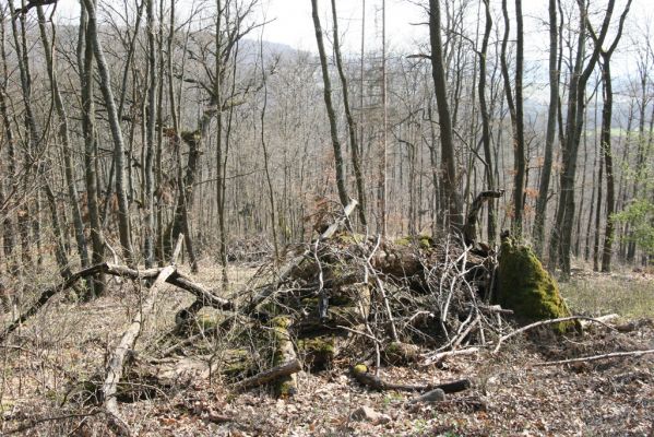 Krupina, 10.4.2015
Zarůstající pastevní les. Rozlomený dub, původně osídlený bohatou kolonií kovaříků Limoniscus violaceus.


Klíčová slova: Štiavnické vrchy Krupina Hanišberg – Nová Hora Limoniscus violaceus Ischnodes sanguinicollis