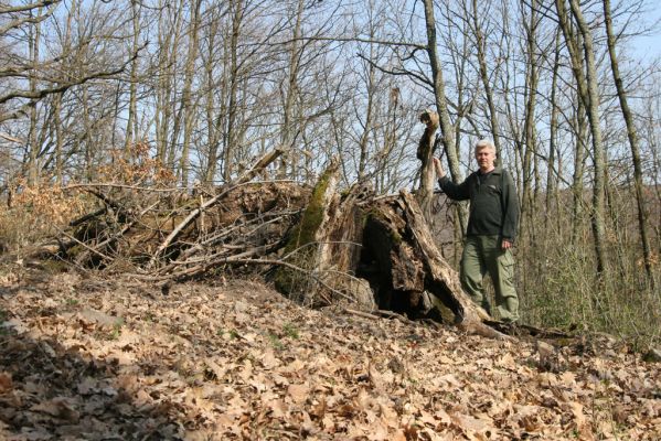 Krupina, 10.4.2015
Zarůstající pastevní les. Rozlomený dub, původně osídlený bohatou kolonií kovaříků Limoniscus violaceus.



Schlüsselwörter: Štiavnické vrchy Krupina Hanišberg – Nová Hora Limoniscus violaceus Ischnodes sanguinicollis Mertlik