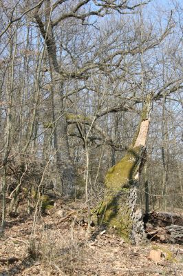 Krupina, 10.4.2015
Zarůstající pastevní les – rozlomený dub.



Klíčová slova: Štiavnické vrchy Krupina Hanišberg – Nová Hora