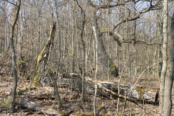 Krupina, 10.4.2015
Zarůstající pastevní les – rozlomený dub.



Klíčová slova: Štiavnické vrchy Krupina Hanišberg – Nová Hora