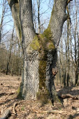 Krupina, 10.4.2015
Zarůstající pastevní les. Dub osídlený kovaříky Podeonius acuticornis.



Schlüsselwörter: Štiavnické vrchy Krupina Hanišberg – Nová Hora Podeonius acuticornis